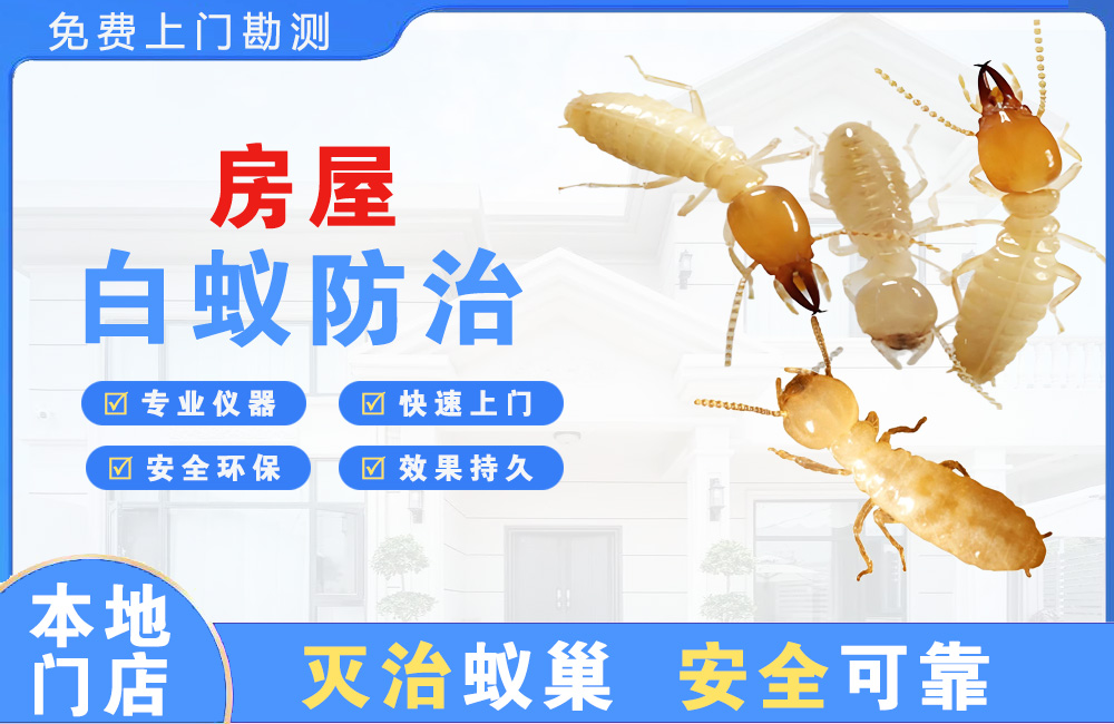 怀化房屋白蚁防治